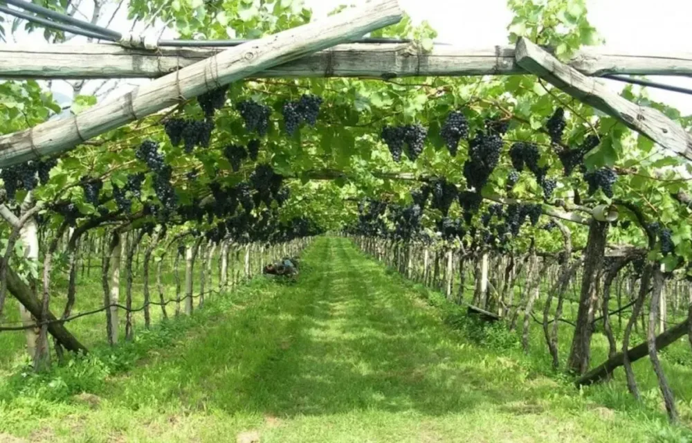 Vigna allevata a pergola www.coltivazionebiologica.it