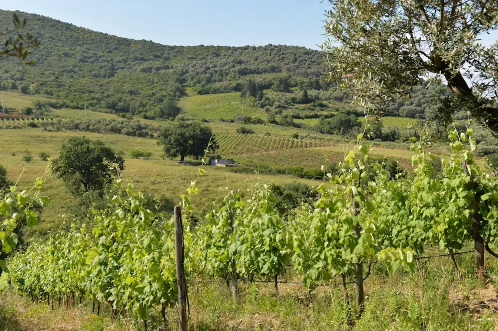 Vigne del Cilento 