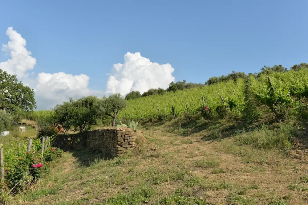 Vigne del Cilento