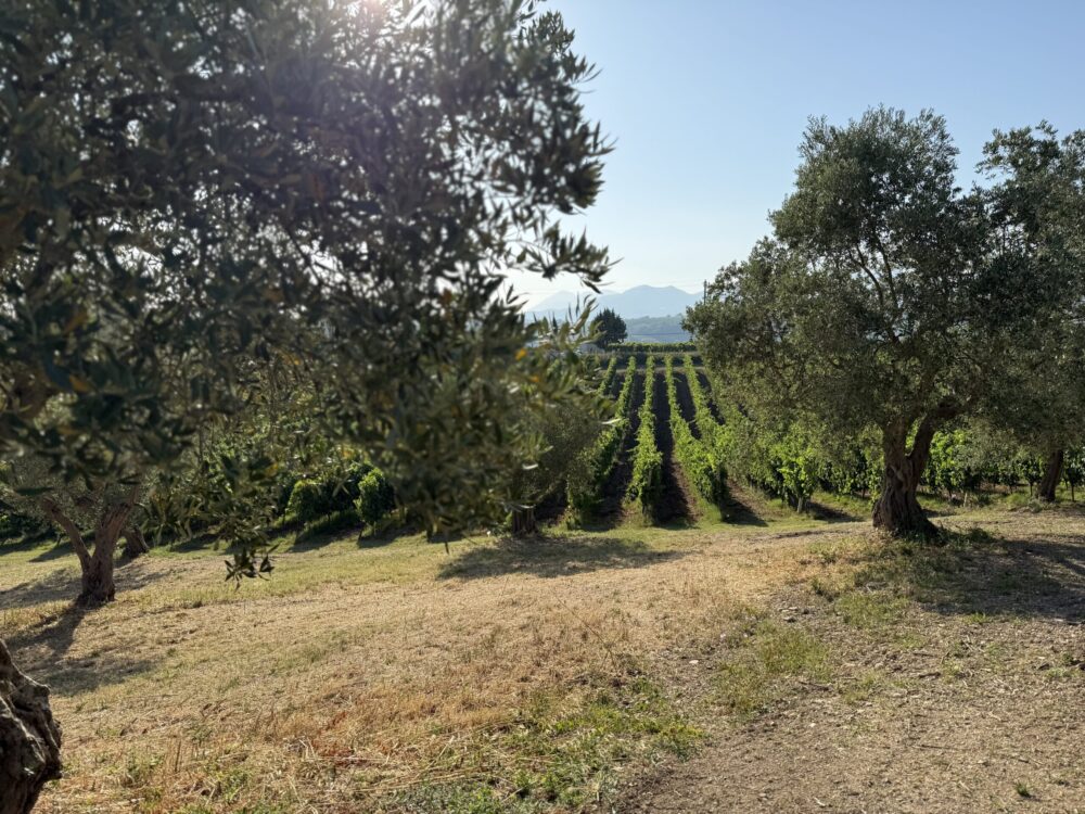 Vigneti - Ocone Taburno Wine County