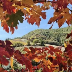 la magia della vigna...