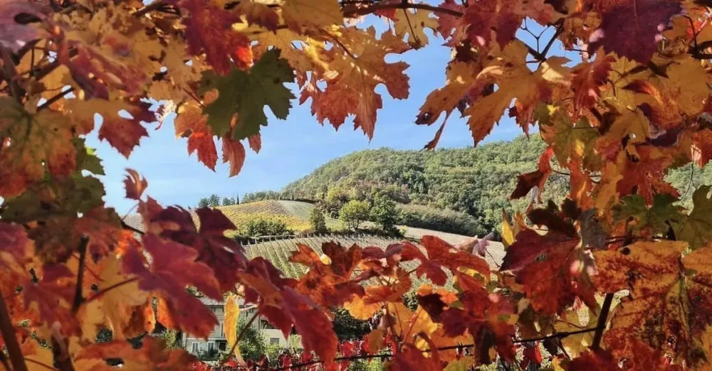 la magia della vigna...