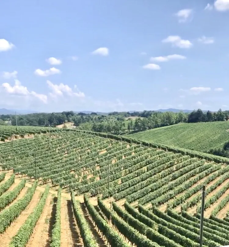 Tenuta San Lorenzo - Vigneti di Cortese