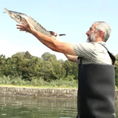 Caviale - Italia eccellenza mondiale