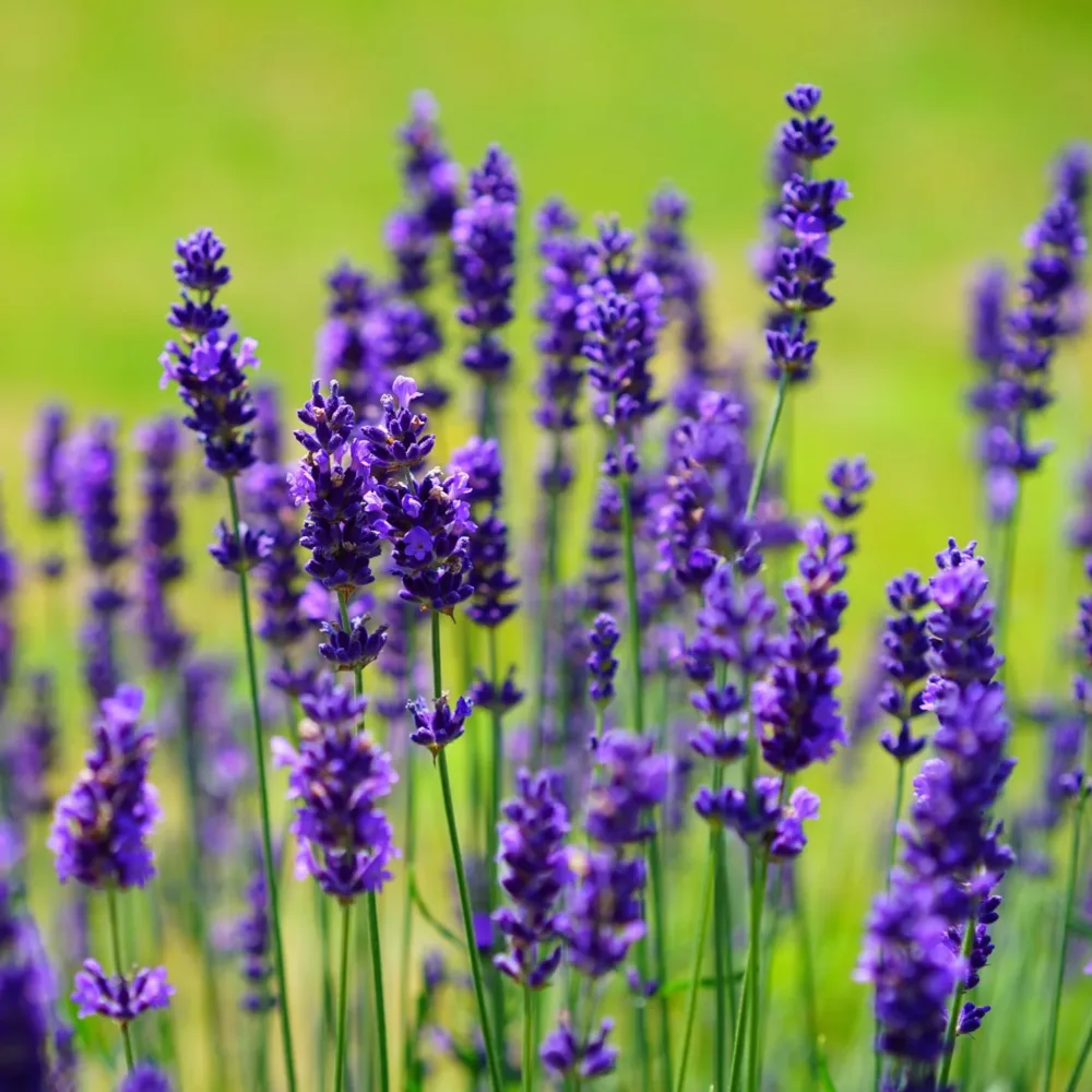 La lavanda