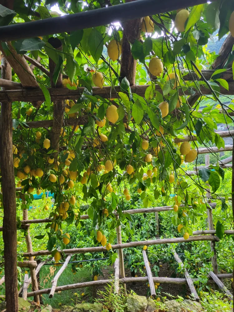 VILLA PARADISO - Piante di limone Sfusato IPG