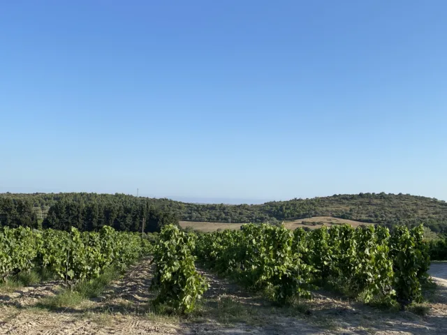 Vigneti-Tenuta-Zisola