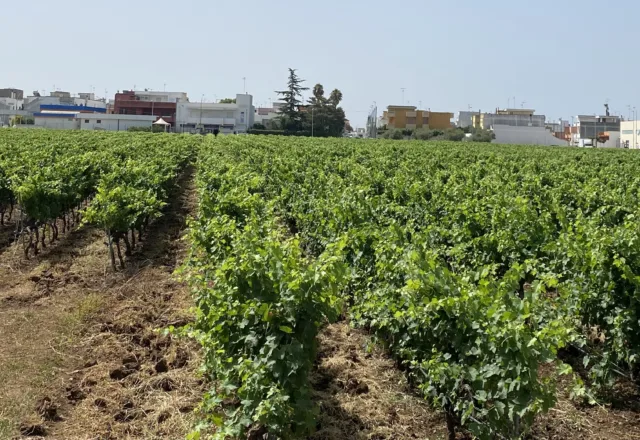 Vigneto-Cantina-Vecchia-Torre