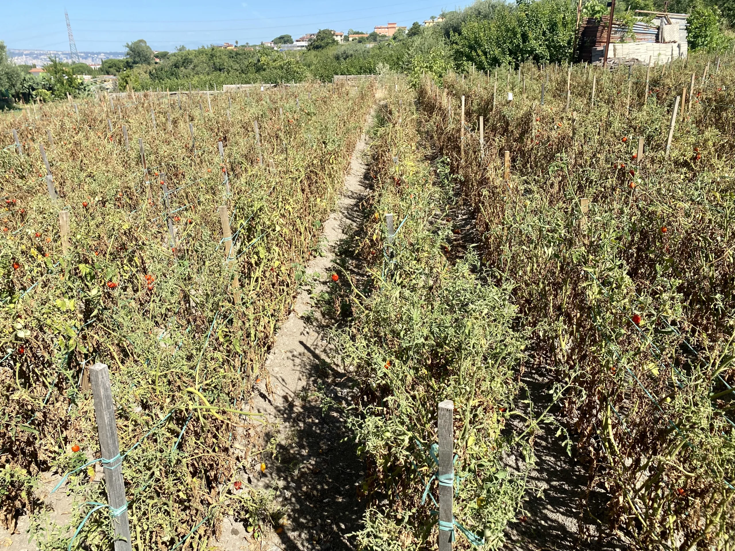 Campi-di-pomodorini-del-Vesuvio-Orto-Vulcanico