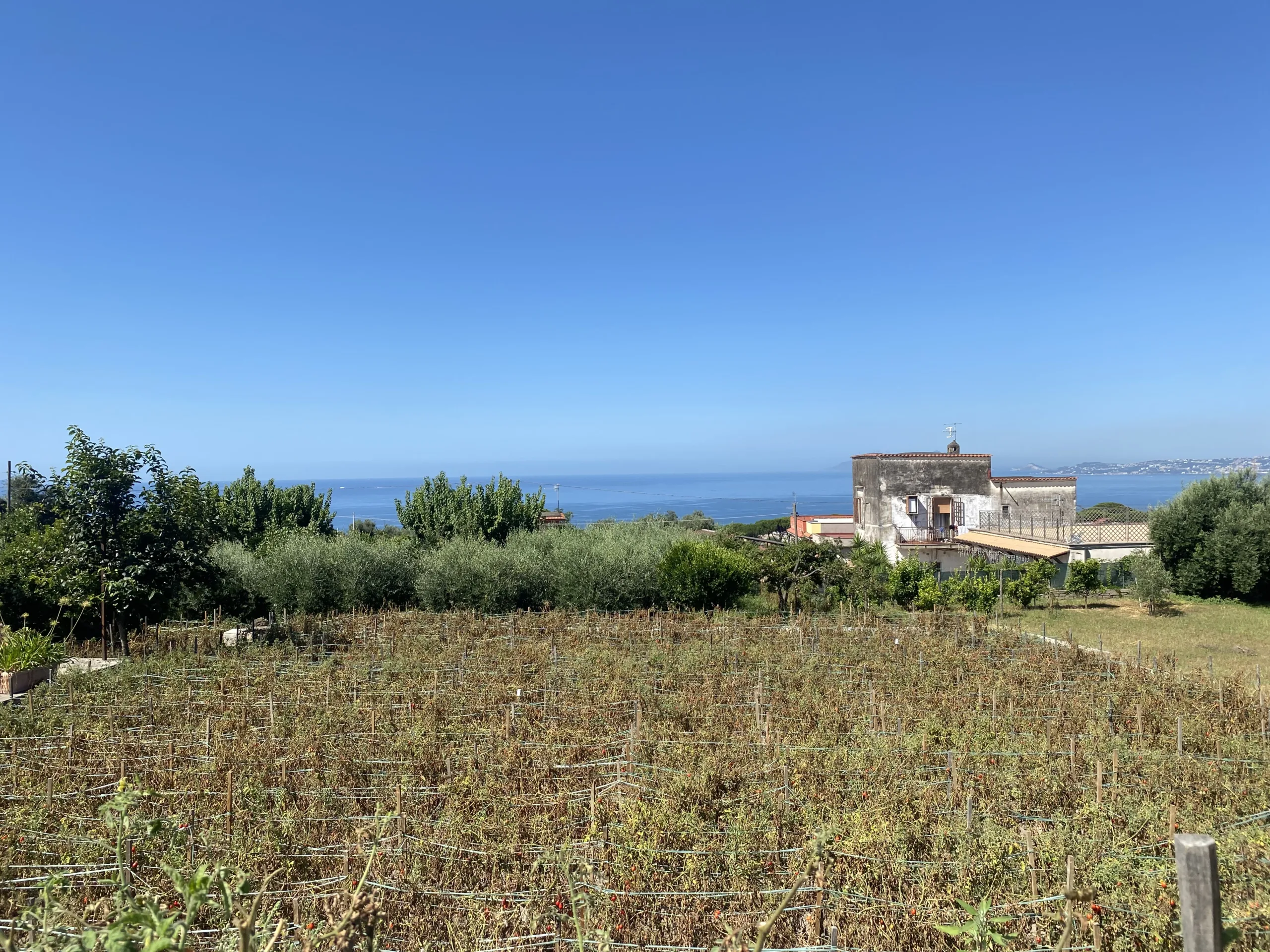 Campi-di-pomodorini-del-Vesuvio-Orto-Vulcanico