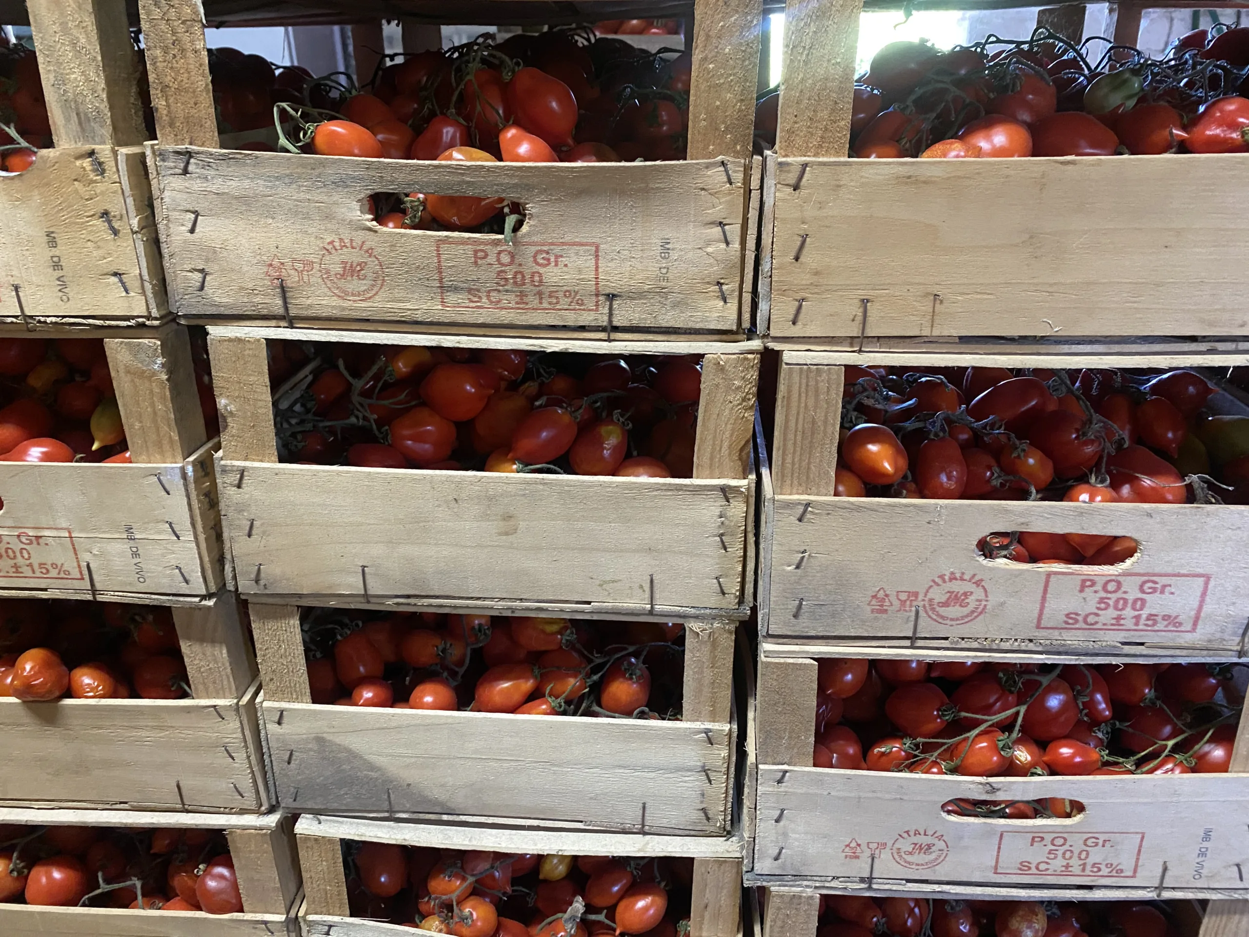 Pomodorini-del-Vesuvio