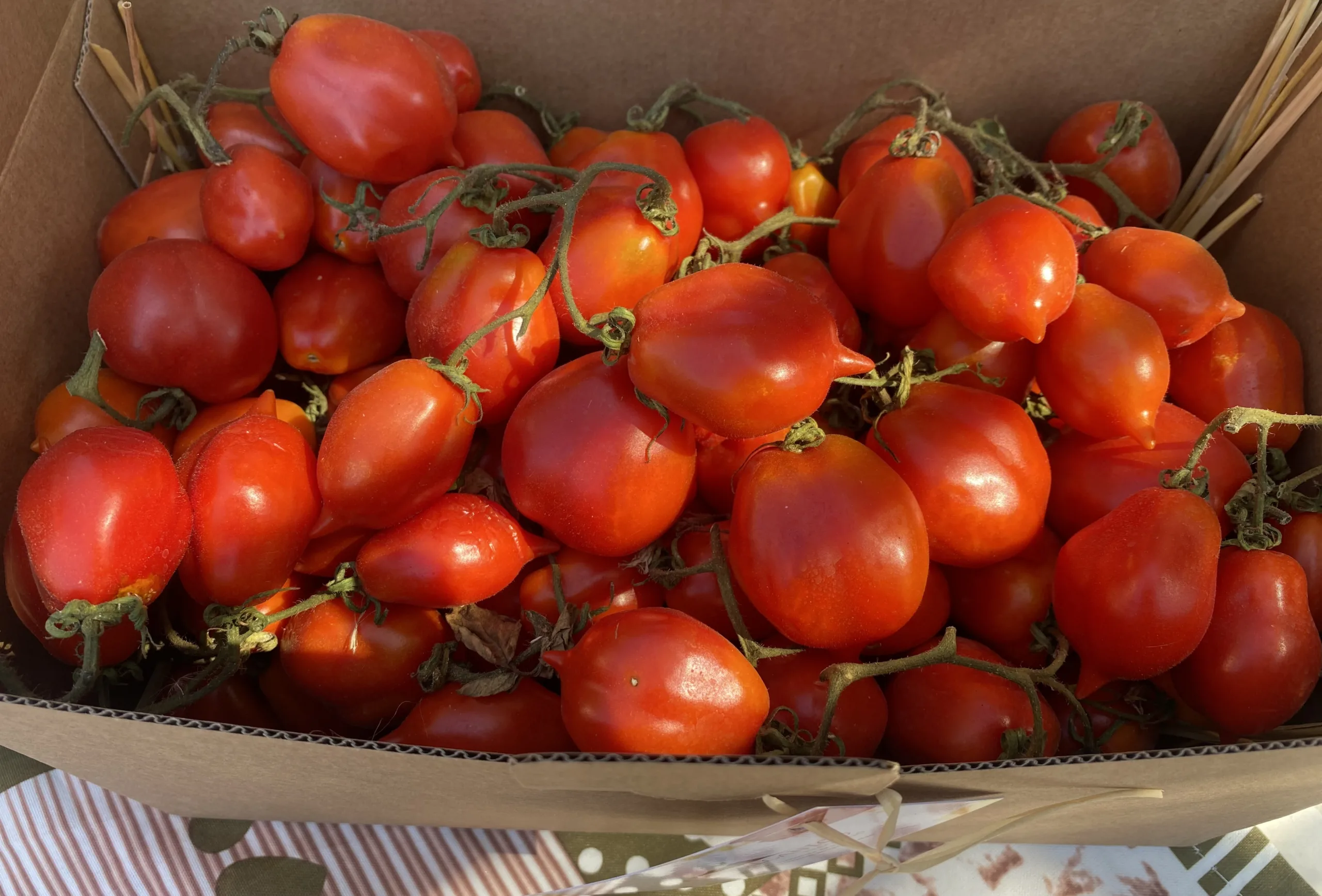 Pomodorini-del-Vesuvio