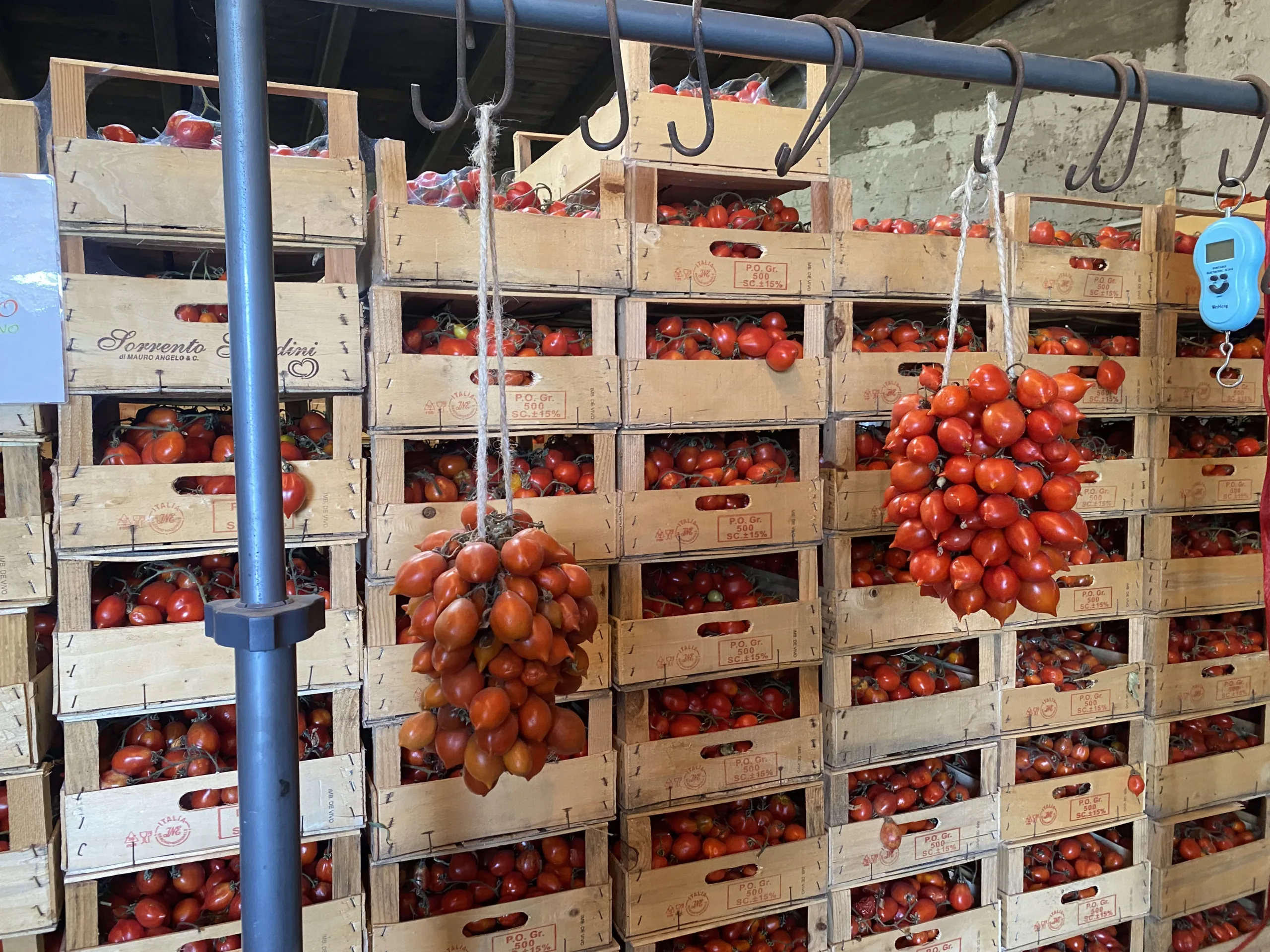 Pomodorini-del-Vesuvio