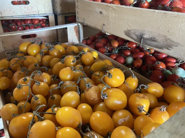 Pomodorini-gialli-del-Vesuvio