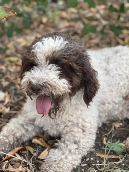 Tartufi Capasso- Neve il Lagotto