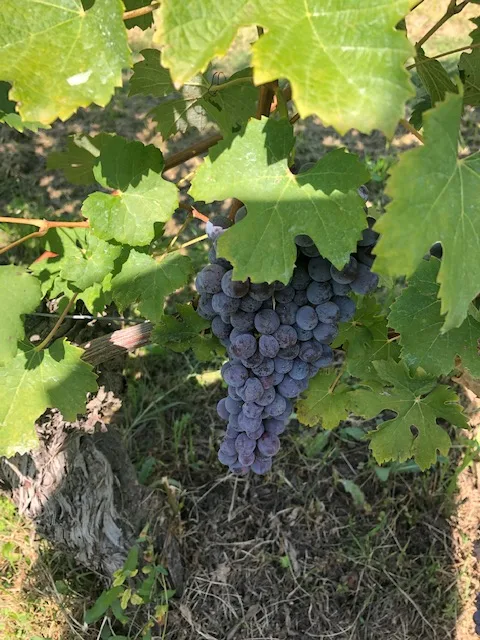 Grinzane Cavour - uva nebbiolo