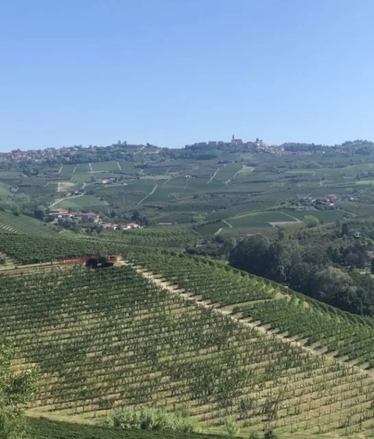Vigna Gustava vista dal castello di Grinzane
