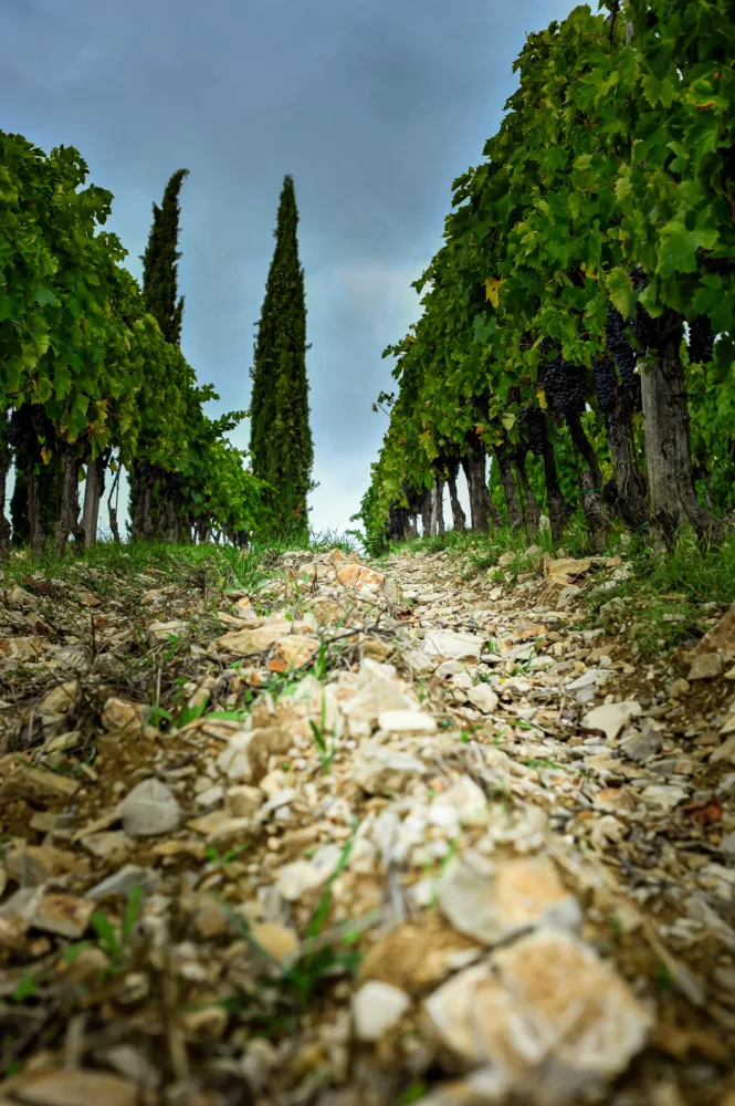 Bertinga - Vertine Vineyard Soil - the SASSI CHIUSI origin of the name