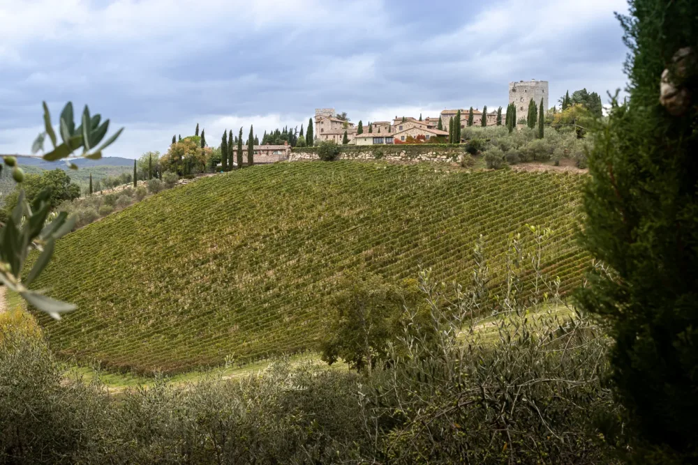 Bertinga - Vertine Vineyard