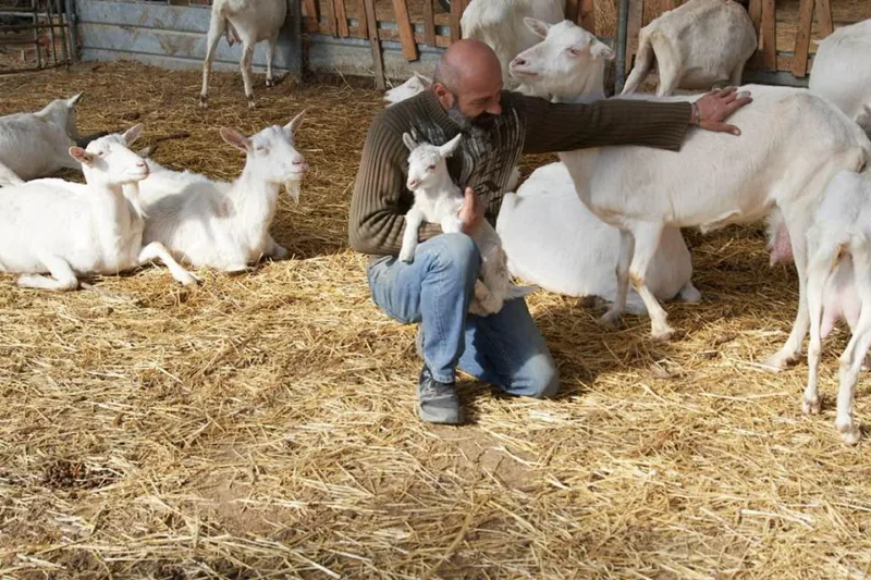 Ivano e le sue capre