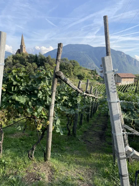 Le vigne a Bolzano di Rotten