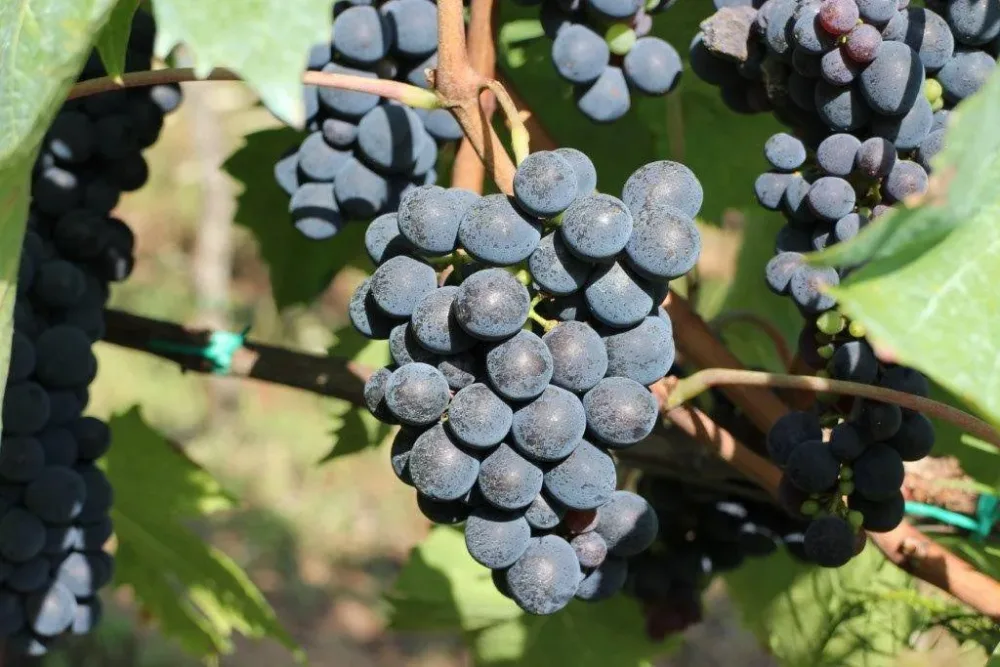 Montepulciano faraone