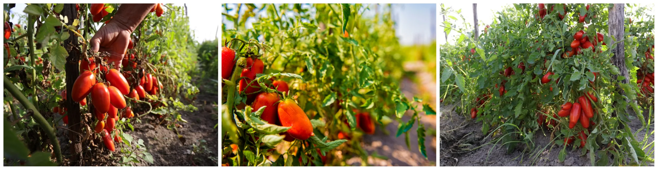  san marzano