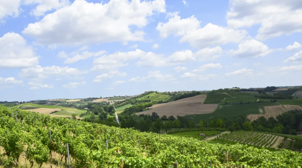 Cantine Sant'Agata - vigne