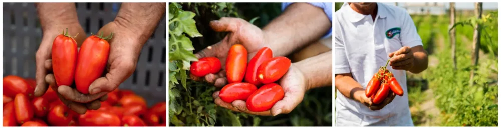 san marzano