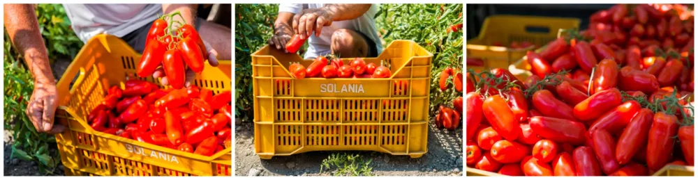  san marzano