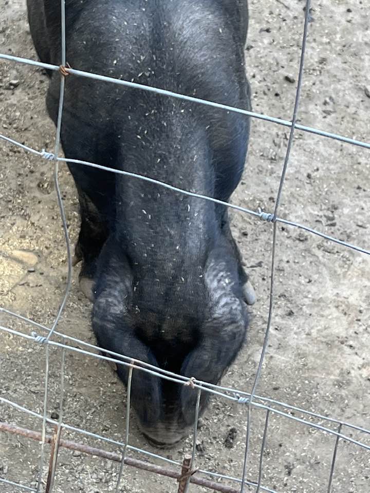 Da Luciana - suino nero die nebrodi