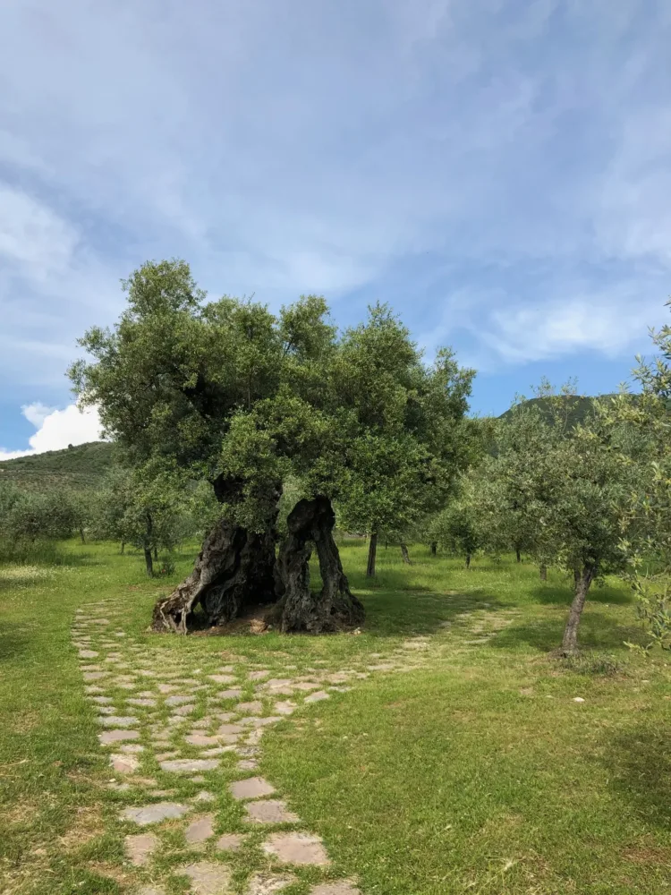 Olivo Millenario di Sant’Emiliano