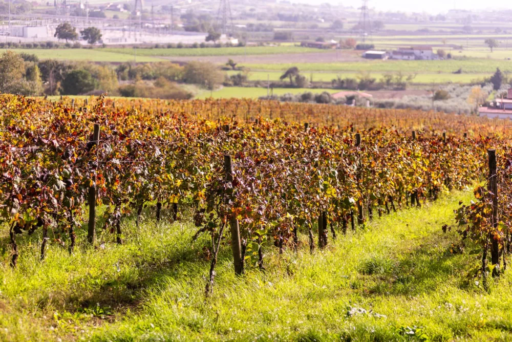 Monferrato - vigneti