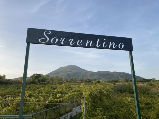 Vigneti-Sorrentino-Vin