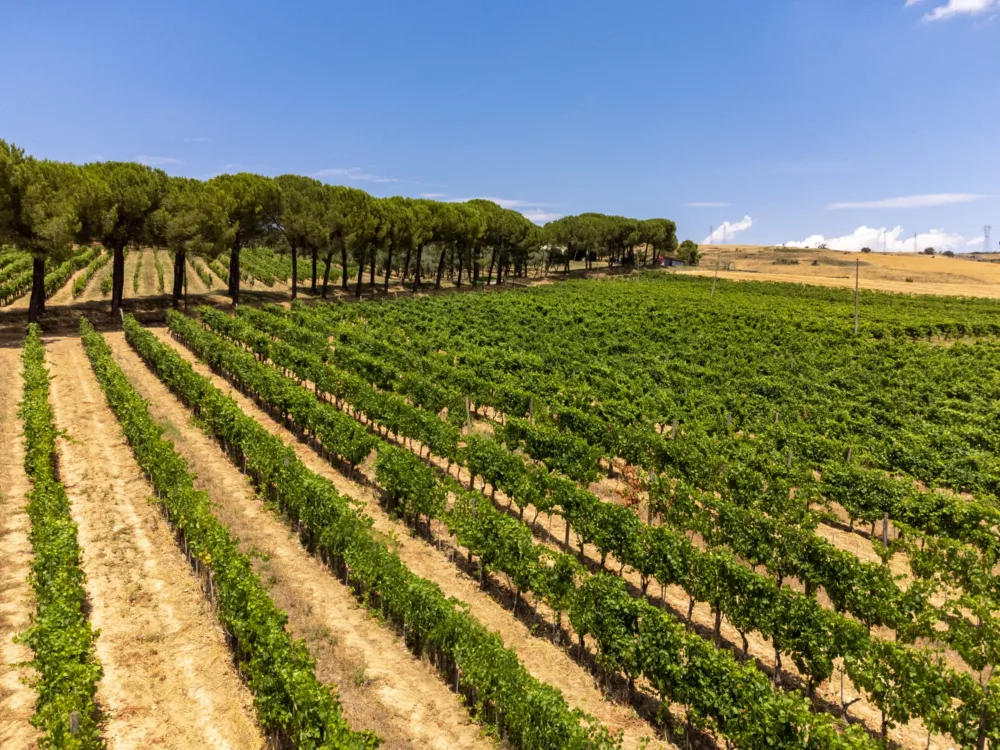 Monferrato - vigneti 