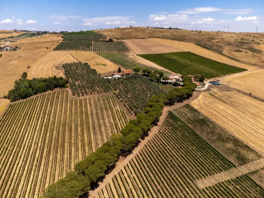 Monferrato - vigneti 