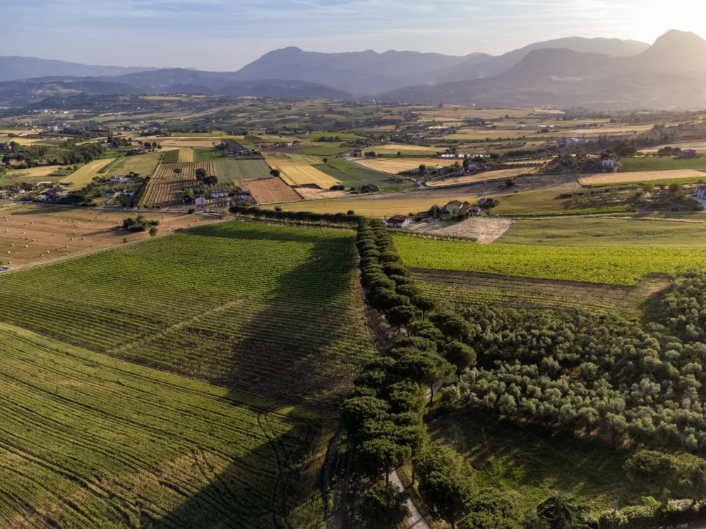 Monferrato - vigneti 