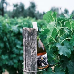 Querciamatta Rosè Toscana Igt 2022