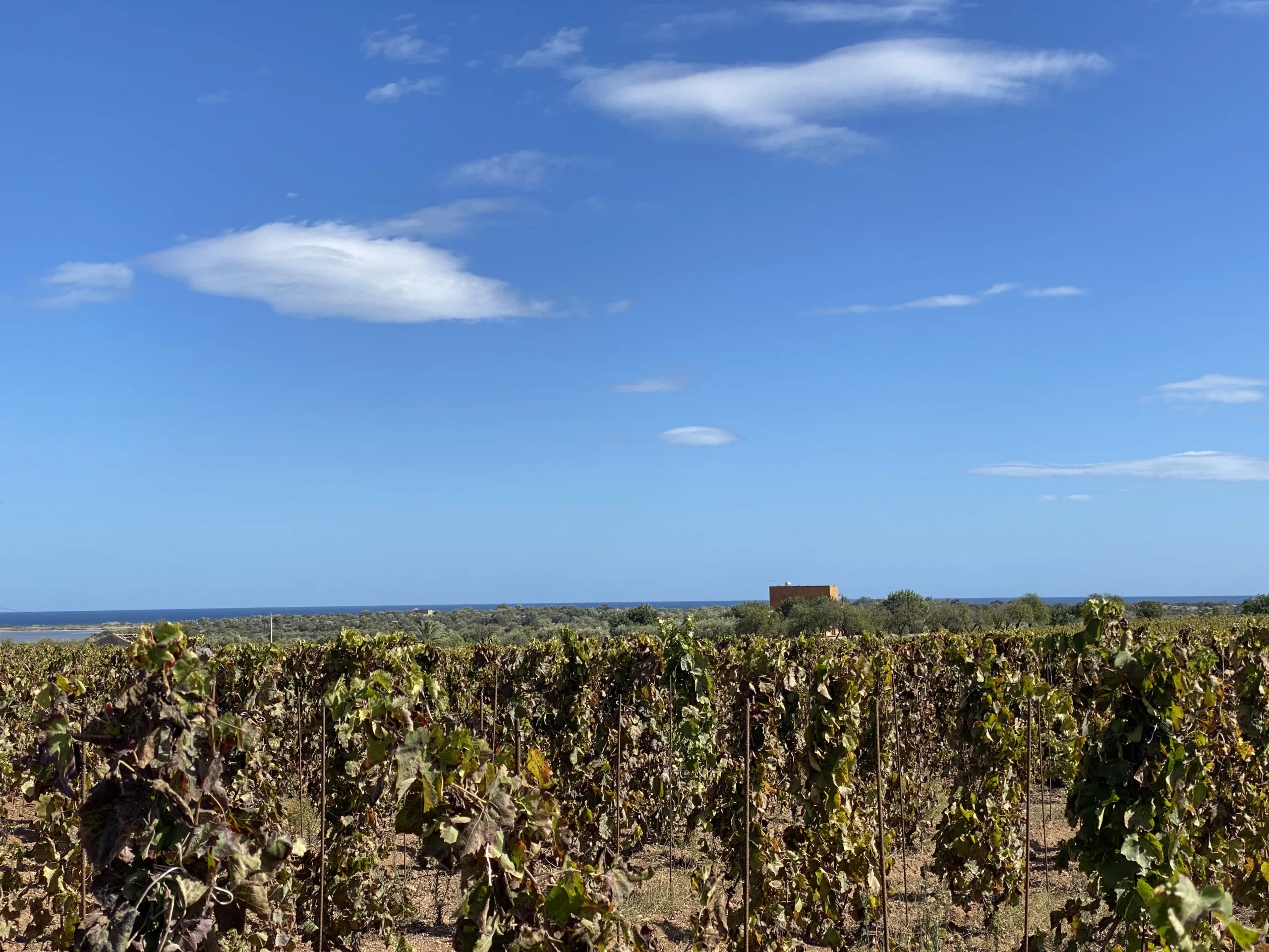 Feudo-Maccari-vigneto-a-ridosso-del-mare