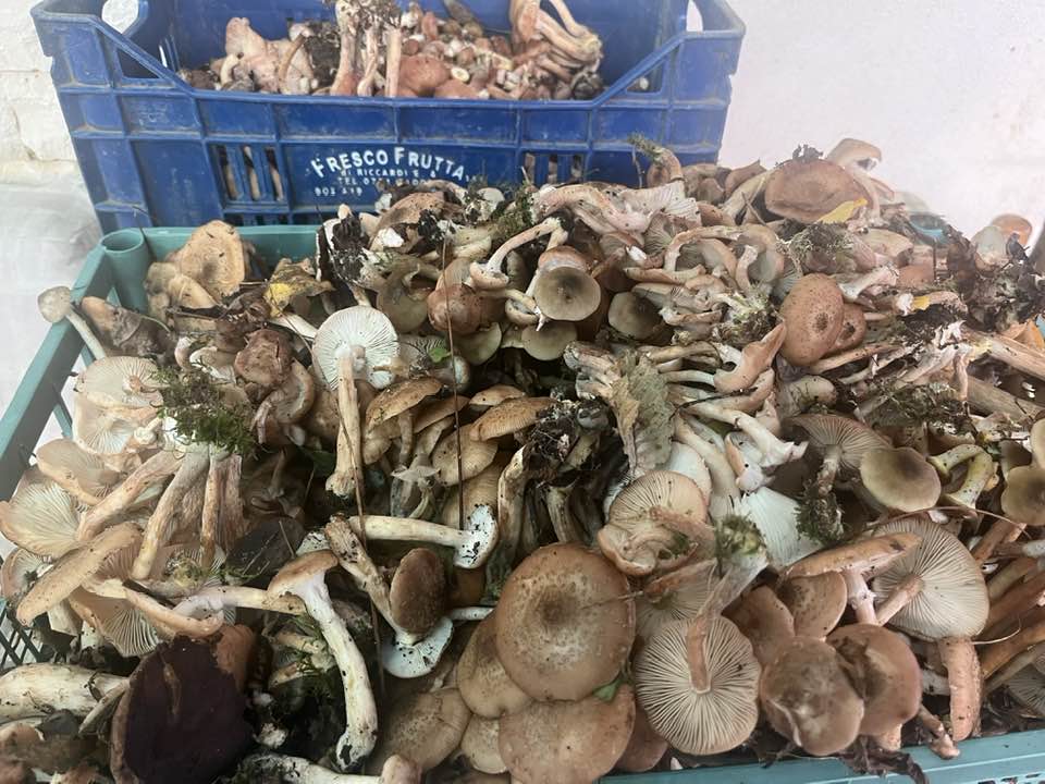 La ‘Mbriachella - funghi appena arrivati