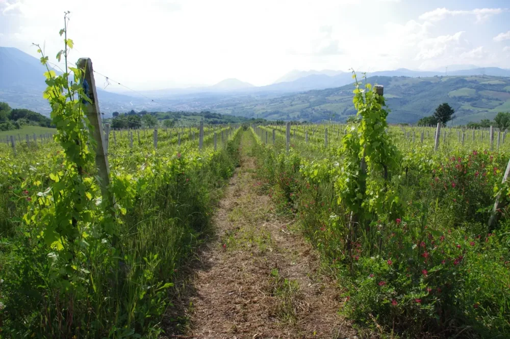 Vigneti del Sannio