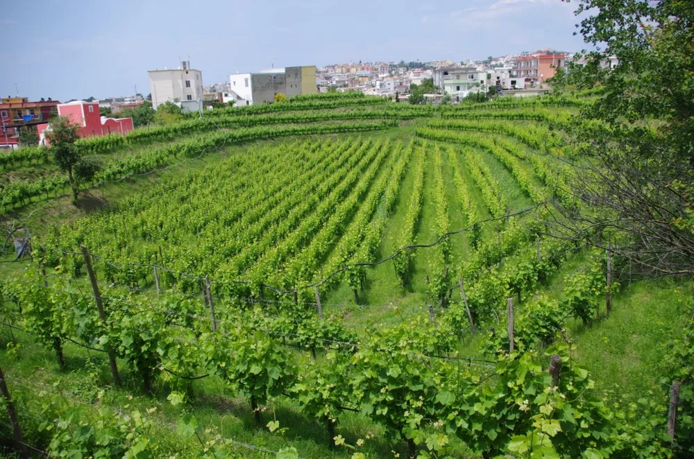 Vigneto Monte di Procida