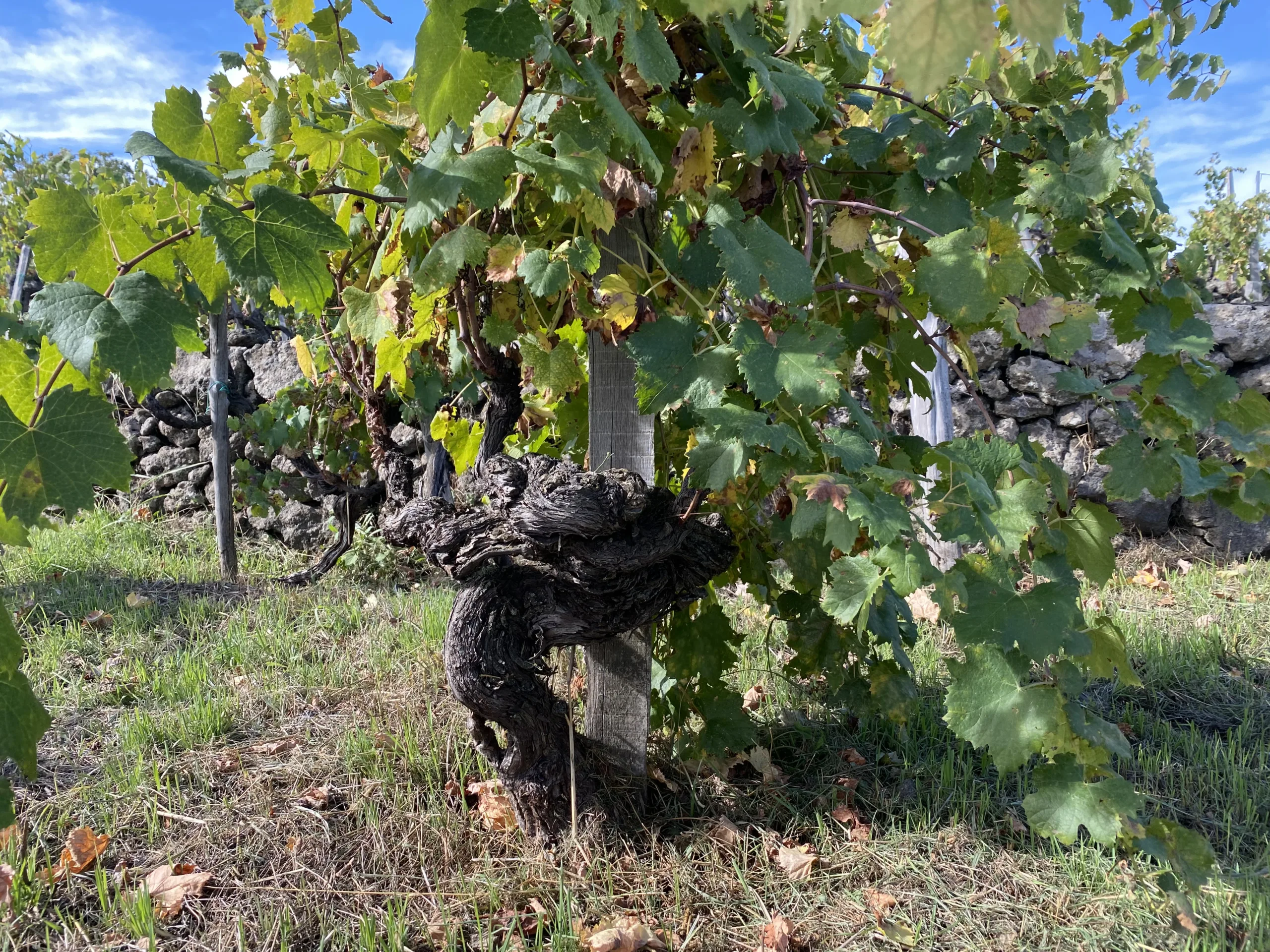 Viti-ad-alberello-Animaetnea