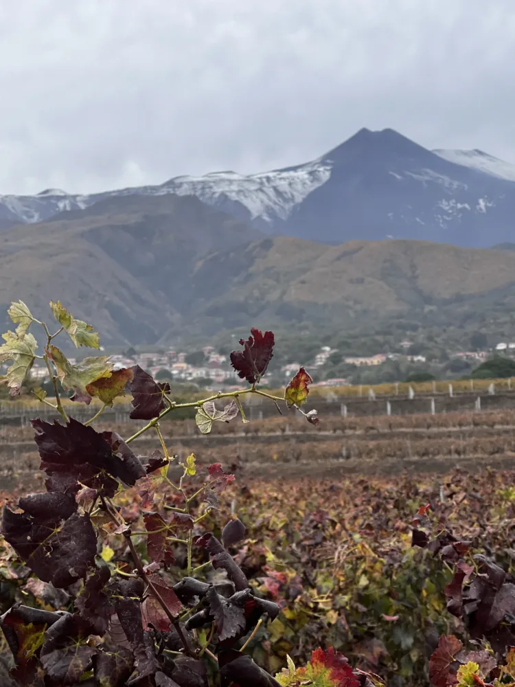 Spumanti dell'Etna-Vigne Murgo 2023