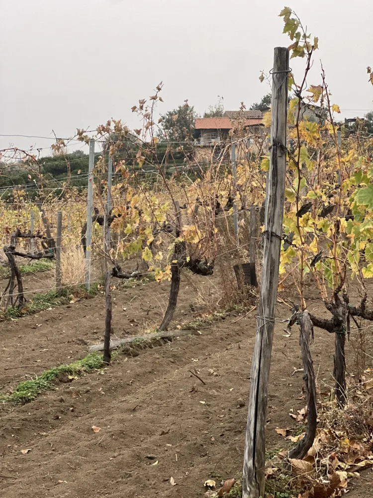 Spumanti dell'Etna 2023-Tenute Mannino