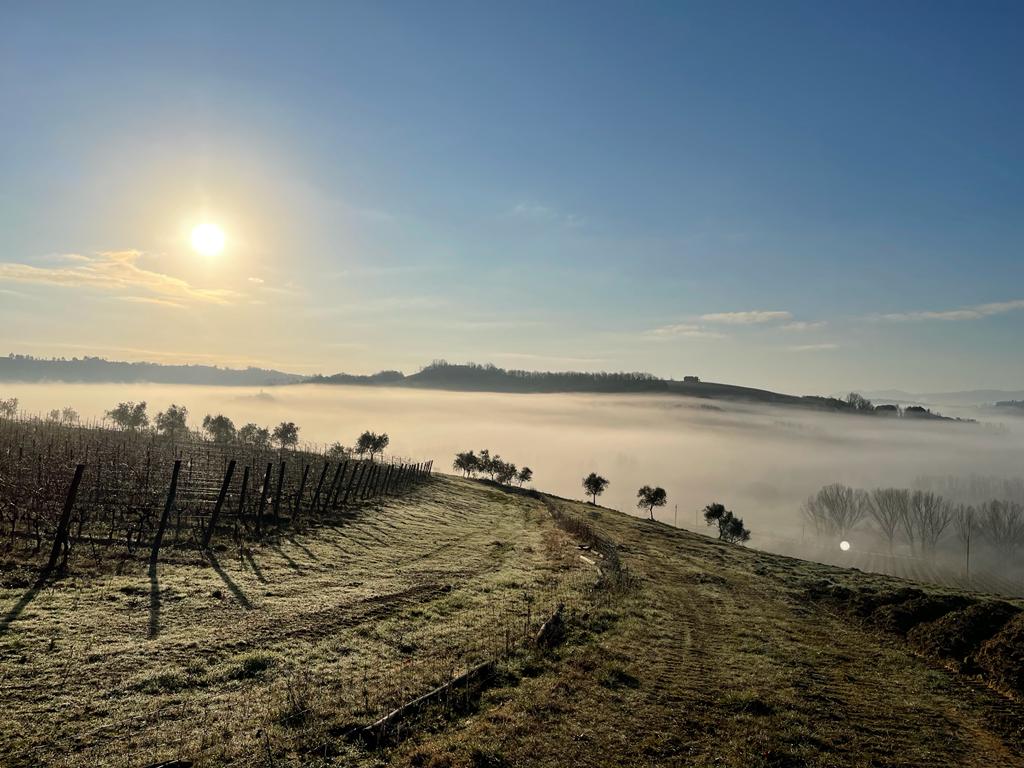 Toscana - Viaggio di Lando - Vigneto