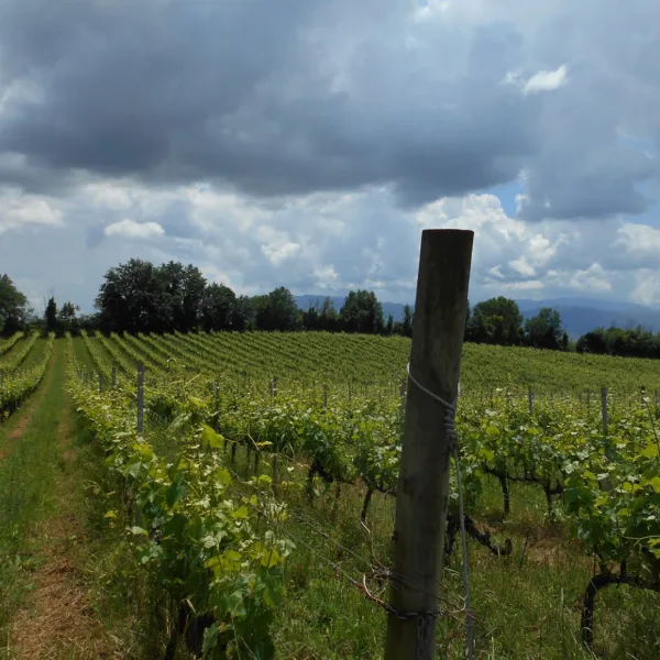 Vigneto Casale della Ioria