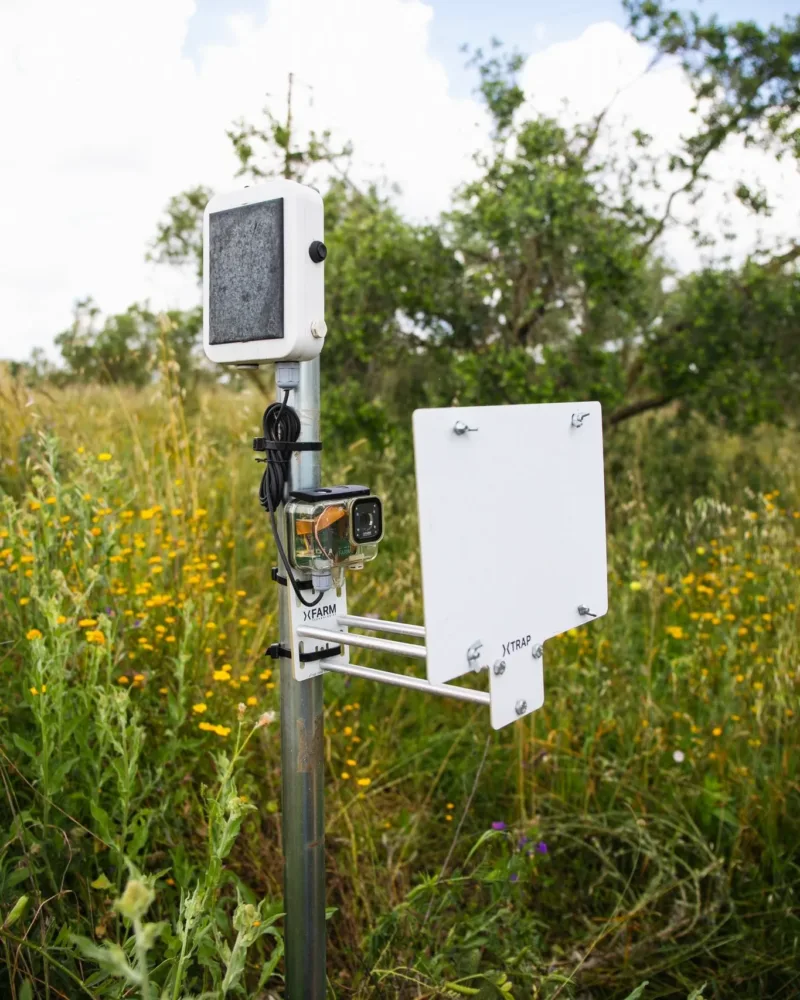 trappole Smart per la cattura e il conteggio della mosca dell’olivo