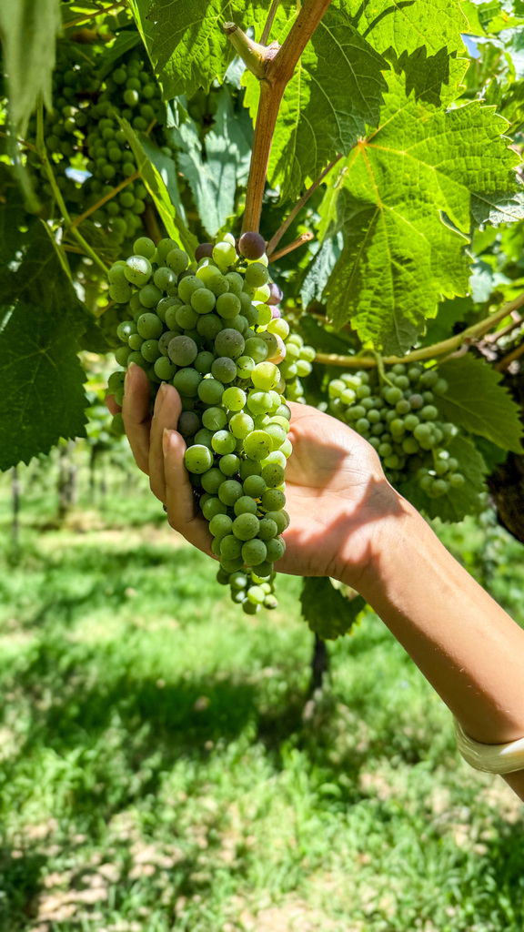 Cantina Teresa Mincione, nella vigna