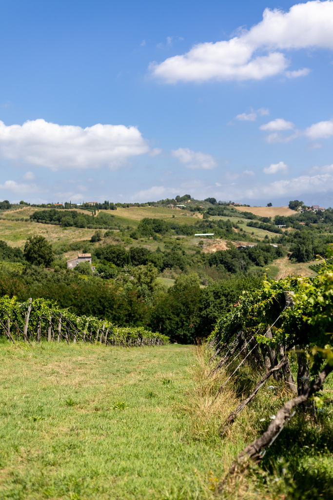 Cantina Teresa Mincione, vigna Monticelli